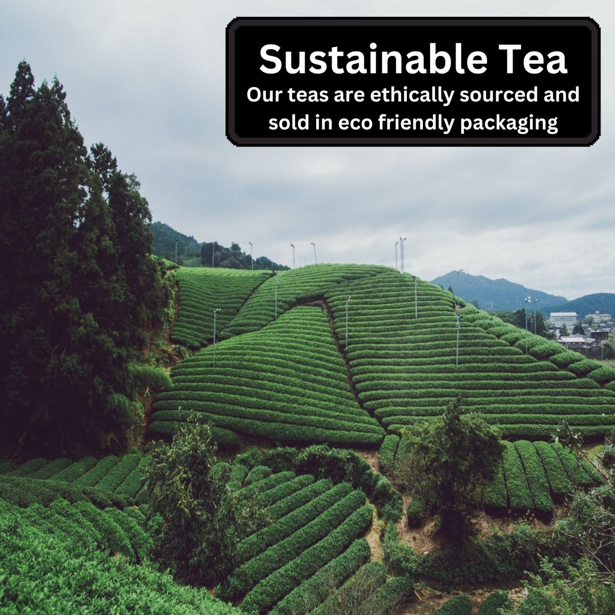 Camellios Herbal Loose Leaf Tea Selection - 3 Pack